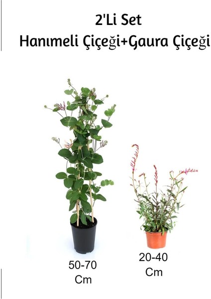 Hanımeli+ Gaura Çiçeği 2'li Set Dış Mekan Bitkisi