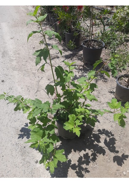 Çınar Kartopu Çiçeği Fidanı 60-90CM 1 Adet