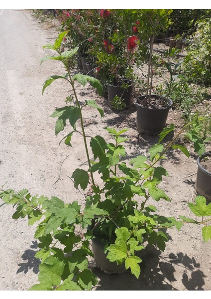 Çınar Kartopu Çiçeği Fidanı 60-90CM 1 Adet