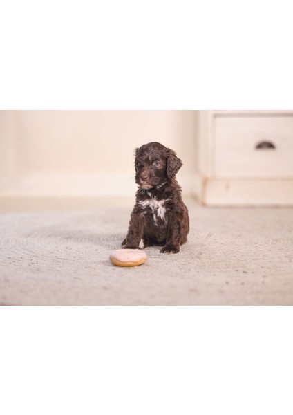 Köpek Oyuncağı, Sesli, Donut, Lateks, Çeşitli Renklerde, 7X7X3CM Bstmy