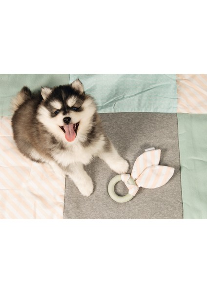 Yavru Köpek Diş Oyuncağı, Içi Dolu Halka ve Kumaş, Kauçuk, Yeşil, 8,5cm Bstmy
