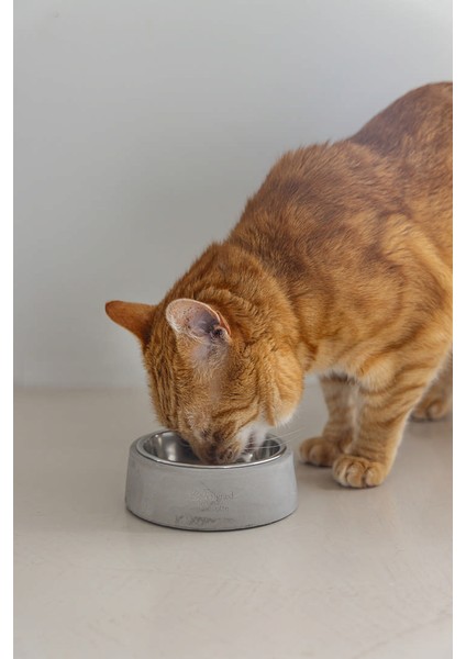 Dbl Kedi Mama Su Kabı, Paslanmaz Çelik, 12,5cm, 160ML Bstmy