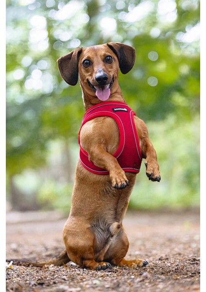 Köpek Göğüs Tasması, Neopren, Kırmızı, Xs, 30-35CM Bstmy