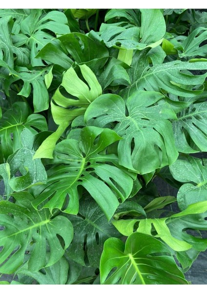 Deve Tabanı Monstera Osa Ithal Orta Boy