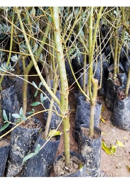 1.5 Metre Aşılı Gemlik Trilye Zeytin Fidanı 5 Yaş fiyatları