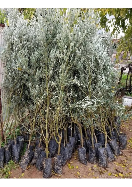 1.5 Metre Aşılı Gemlik Trilye Zeytin Fidanı 5 Yaş modelleri