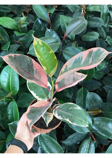 Ofis Bitkisi Pembe Alacalı Kauçuk-Ficus Elastica Belize
