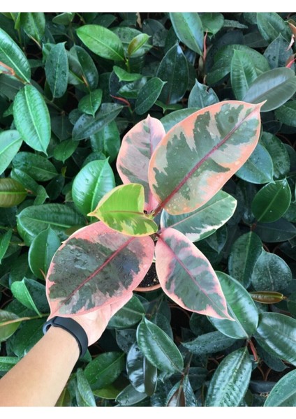 Ofis Bitkisi Pembe Alacalı Kauçuk-Ficus Elastica Belize