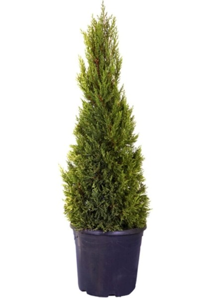Haftanın Yıldızı Limon Çamı - Limoni Servi (Cupressus Macrocarpa) (100 - 120CM Saksı Dahil)