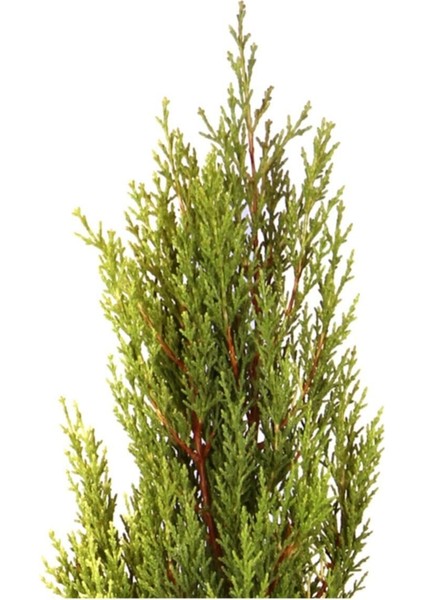 Haftanın Yıldızı Limon Çamı - Limoni Servi (Cupressus Macrocarpa) (100 - 120CM Saksı Dahil)