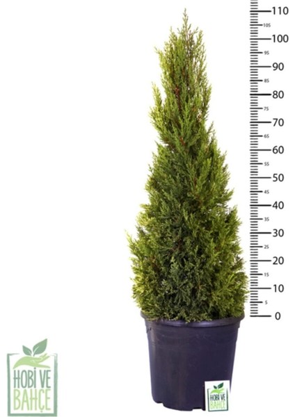 Haftanın Yıldızı Limon Çamı - Limoni Servi (Cupressus Macrocarpa) (100 - 120CM Saksı Dahil)