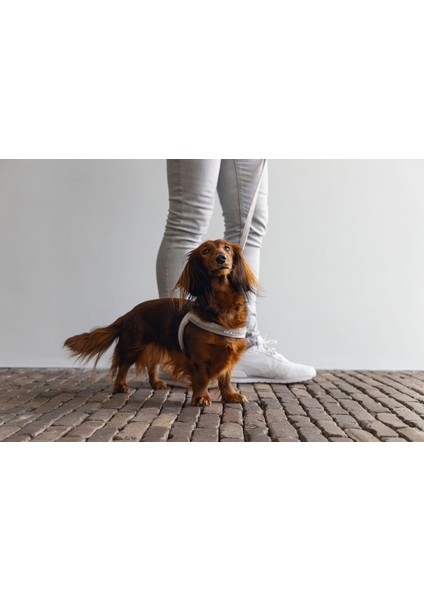 Dbl Köpek Göğüs Tasması, Velur, Gri, S, 20MM x 52CM Bstmy
