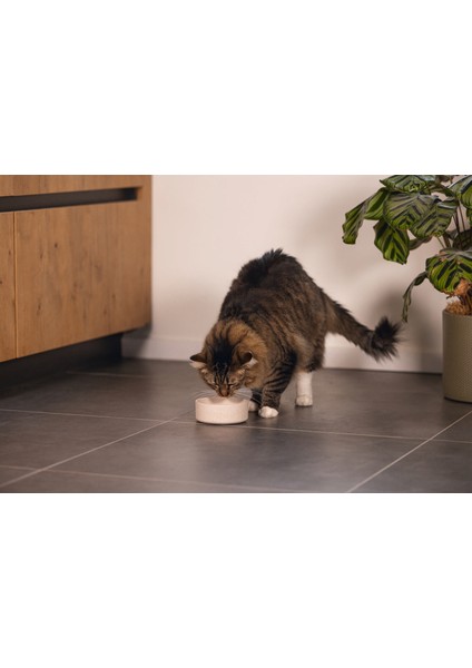 Dbl Kedi Mama Su Kabı, Bambu, Bej 12CM, 250ML Bstmy