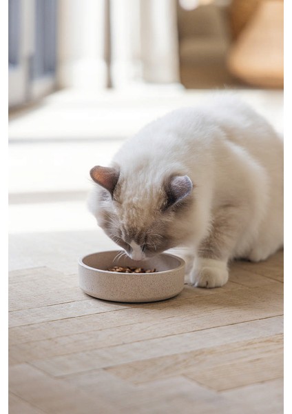 Dbl Kedi Mama Su Kabı, Bambu, Bej 12CM, 250ML Bstmy