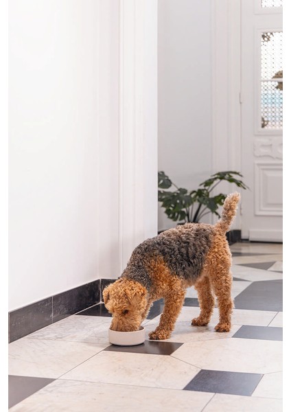 Dbl Köpek Mama Su Kabı, Bambu, Bej, 17CM, 800ML Bstmy