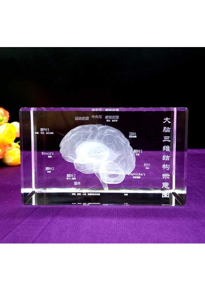 3D Kristal Insan Beyni Modeli