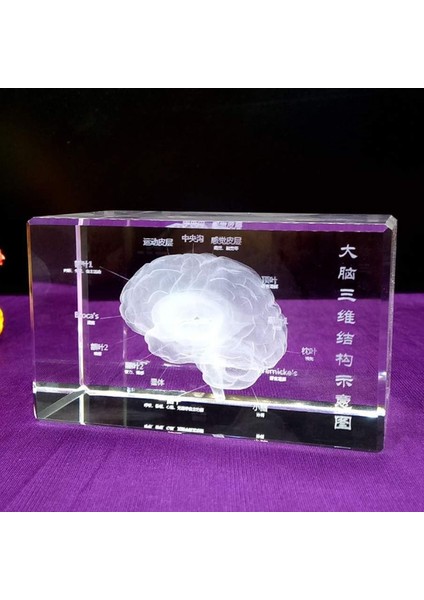 3D Kristal Insan Beyni Modeli