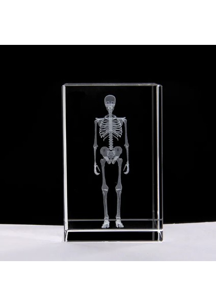 3D Kristal Insan Iskeleti Modeli