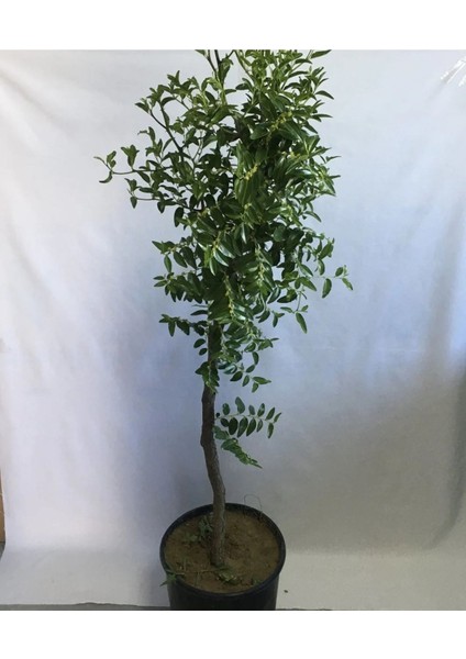 Tüplü Hünnap Fidanı Yaş 4 Boy 90-110CM