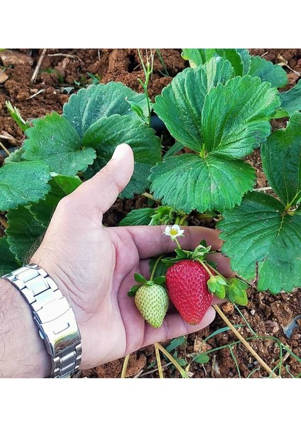 50 Adet Ceyhun Çilek Fidesi Açık Kök Yeni Sezon