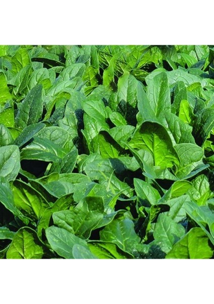 Hibrit Ispanak Tohumu RS06683549 - 1 kg