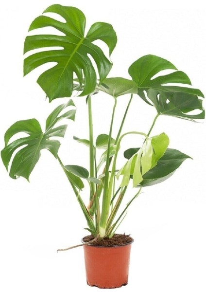 Deve Tabanı 60 80 cm Monstera Osa Ev Bitkisi Ofis Bitkisi Salon Bitkisi