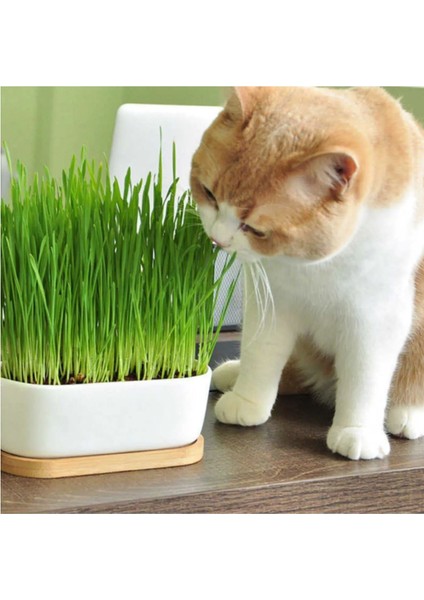Doğal Kedi Çimi (Tüy Yumağı Önleyici) + Avokado Kedi Çimi Kedi Oyuncağı