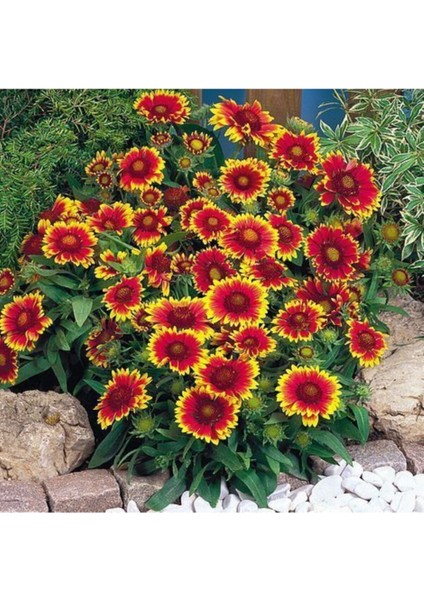 Gayret Çiçeği 5 Adet 'gaillardia Grandiflora'