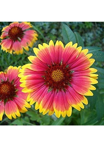 Gayret Çiçeği 5 Adet 'gaillardia Grandiflora'