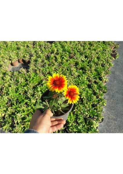 Gayret Çiçeği 5 Adet 'gaillardia Grandiflora'