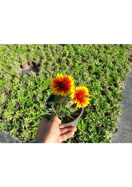 Gayret Çiçeği 5 Adet 'gaillardia Grandiflora'