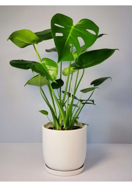 Monstera Ous 60-80 cm