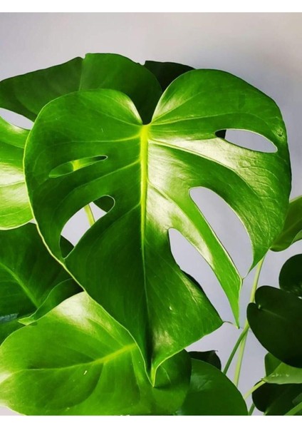 Monstera Ous 60-80 cm