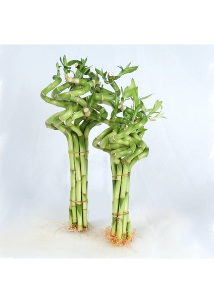 Dal Bambu Lucky Bamboo Şans Bambu 50 cm 3 Lü Salon Ev Bitkisi