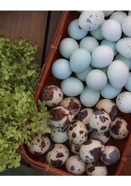 12 Adet Kuluçkalık Celadon Bıldırcın Yumurtası Mavi Yumurta