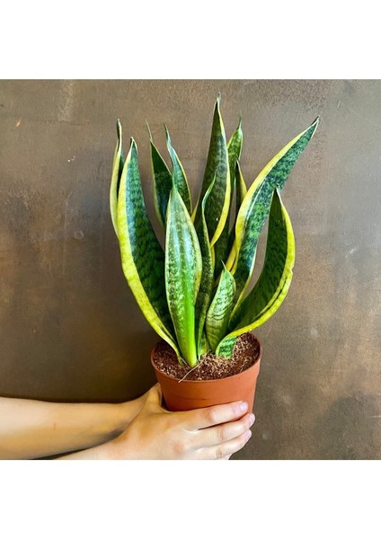 Videolu Paşa Kılıcı Peygamber Kılıcı Bitkisi 1 Adet Saksılı 30-40 cm Salon Ofis Bitkisi(Sansevieria