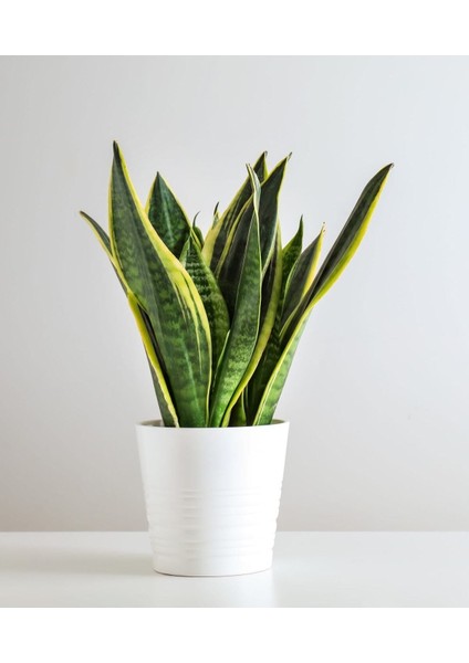 Videolu Paşa Kılıcı Peygamber Kılıcı Bitkisi 1 Adet Saksılı 30-40 cm Salon Ofis Bitkisi(Sansevieria