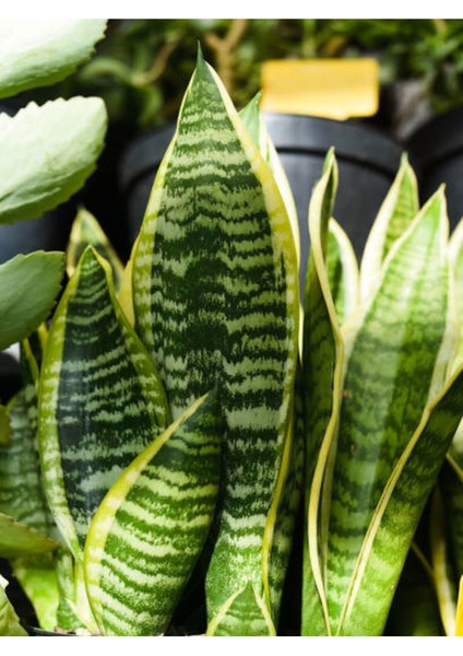 Videolu Paşa Kılıcı Peygamber Kılıcı Bitkisi 1 Adet Saksılı 30-40 cm Salon Ofis Bitkisi(Sansevieria
