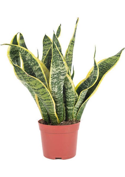 Videolu Paşa Kılıcı Peygamber Kılıcı Bitkisi 1 Adet Saksılı 30-40 cm Salon Ofis Bitkisi(Sansevieria