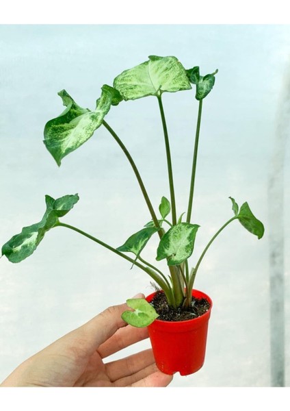 Videolu Melek Kanadı 1 Adet Saksılı 10-20CM Iç Mekan Bitkisi (Syngonium Pixie)