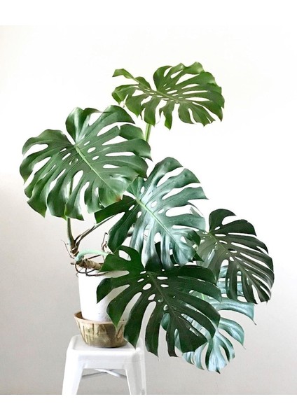 Monstera Osa Deve Tabanı 80-100 cm