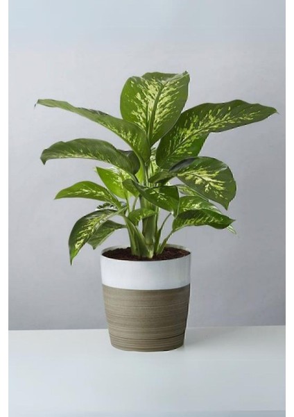 Dieffenbachia Tropik Snow - Difenbahya Canlı Salon Bitkisi 40 - 60 cm fiyatları