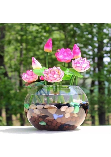 5 Adet Pembe Kase Lotus Tohumu Kutsal Kase Lotus Çiçeği Tohumu