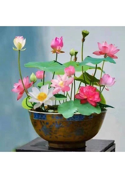 5 Adet Pembe Kase Lotus Tohumu Kutsal Kase Lotus Çiçeği Tohumu fiyatları