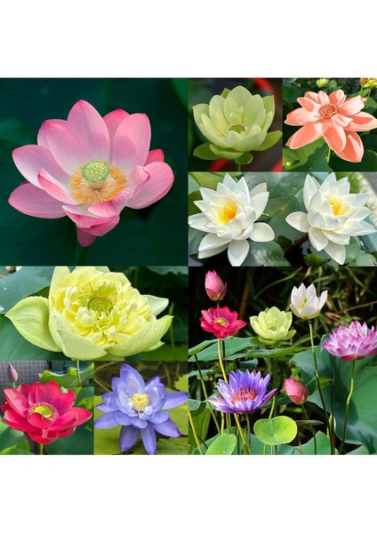 5 Adet Pembe Kase Lotus Tohumu Kutsal Kase Lotus Çiçeği Tohumu modelleri