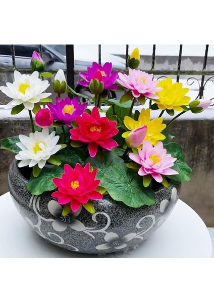 5 Adet Pembe Kase Lotus Tohumu Kutsal Kase Lotus Çiçeği Tohumu fırsatları