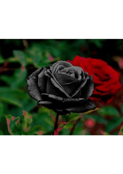 1 Adet Tüplü Gül Fidanı (Siyah Beyaz) 1 Yaşında En Az 15-20CM