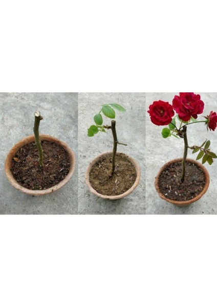 1 Adet Tüplü Gül Fidanı (Siyah Beyaz) 1 Yaşında En Az 15-20CM