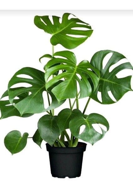 Monstera Osa Deve Tabanı Bitkisi 40-50 cm