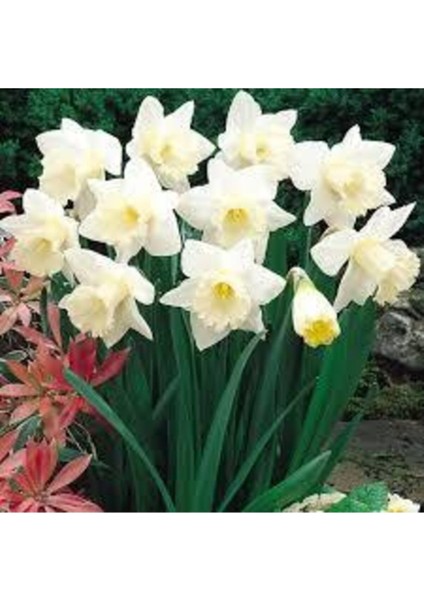 Mis Kokulu Karaburun Nergiz (Nergis) Soğanı 10 Adet modelleri